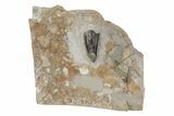 Tyrannosaur Tooth In Sandstone - Two Medicine Formation #221145-1
